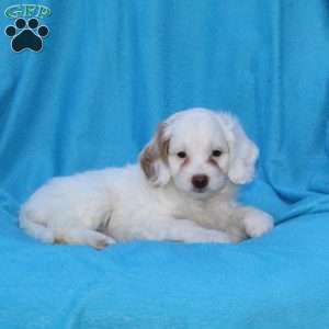 Snowball, Cockapoo Puppy